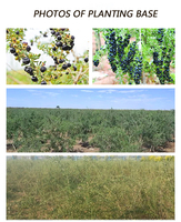 Goji Black Chinese Wolfberry Gedroogde vruchten van hoge kwaliteit voor thee, zoete smaak, bulkverpakking, AD-droogproces, groothandel