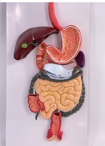 Modelo Anatómico del Sistema Digestivo Humano con Hígado, Estómago y Intestino Grueso para Entrenamiento en Ciencias Médicas, Tipo Maniquí - Product Image 6