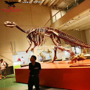 Esqueleto <span class=keywords><strong>de</strong></span> <span class=keywords><strong>dinosaurio</strong></span> para museo, modelo <span class=keywords><strong>de</strong></span> <span class=keywords><strong>dinosaurio</strong></span> <span class=keywords><strong>t</strong></span>-<span class=keywords><strong>rex</strong></span>, esqueleto <span class=keywords><strong>de</strong></span> <span class=keywords><strong>dinosaurio</strong></span> - Product Image 4