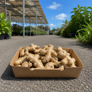 Pâte d'<span class=keywords><strong>ail</strong></span> et gingembre frais pour la fabrication de sauces, qualité professionnelle pour cuisines commerciales, export en vrac - Product Image 6