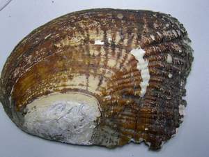 Grande <span class=keywords><strong>coquille</strong></span> naturelle d'huître de perle d'eau douce <span class=keywords><strong>coquille</strong></span> de moule pour la fabrication de bijoux à bricoler soi-même artisanat <span class=keywords><strong>coquille</strong></span> de nacre - Product Image 5