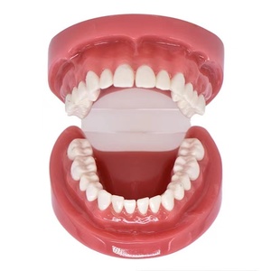 <span class=keywords><strong>Modelo</strong></span> de cepillado Dental para niños, 1/2 <span class=keywords><strong>modelo</strong></span> <span class=keywords><strong>estándar</strong></span>, para enseñanza oral y corrección de cepillado - Product Image 3