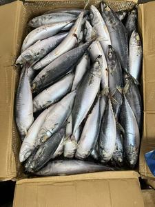 سمك ماكريل مأكولات بحرية مجمدة دائرية كاملة للأطعمة المعلبة - Product Image 2