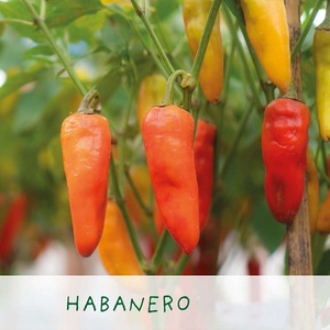 Kit per Coltivazione di Peperoncino Biologico, Design Artificiale a Forma di Sfera, Fioriera per Casa e Giardino, per Scrivania o Albero, Personalizzazione OEM Disponibile - Product Image 4