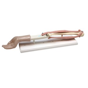 Modèle de mobilité de l'articulation du coude 33220 (modèle de biologie pour les collèges et lycées) - Instrument scientifique et éducatif - - Product Image 3
