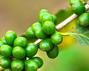 Extrait de grain de café vert naturel de haute qualité d'approvisionnement d'usine de la Chine bon <span class=keywords><strong>pour</strong></span> l'usage de <span class=keywords><strong>plante</strong></span> - Product Image 4