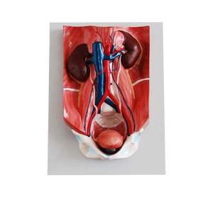 Modelo Anatómico del Sistema Urinario ADA-333 - Ciencia Médica que Muestra la Cavidad Retroperitoneal, Huesos de la Pelvis, Tracto Urinario Superior y Riñón - Product Image 1