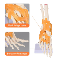 Modèle d'articulation du pied humain grandeur nature pour adulte, en PVC de haute qualité, matériel pédagogique pour la science médicale, fournitures pour les écoles d'infirmières