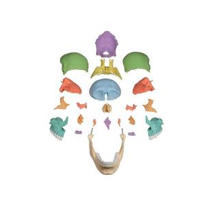 Modèle de crâne humain 1:1, 22 pièces, pour l'enseignement, l'art, la dentisterie, l'analyse, qualité médicale - Product Image 1