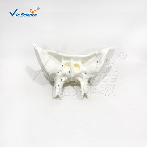 Modèle agrandi de la clavicule humaine, modèle anatomique, démonstration pédagogique biologique, modèle pédagogique médical orthopédique - Product Image 2