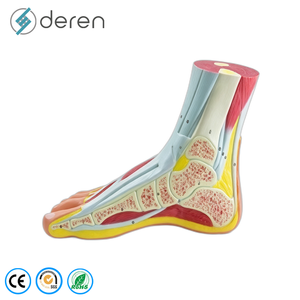 Modelo <span class=keywords><strong>de</strong></span> Articulación <span class=keywords><strong>de</strong></span> <span class=keywords><strong>Rodilla</strong></span> Humana a Tamaño Real con <span class=keywords><strong>Ligamentos</strong></span> Elásticos, Material <span class=keywords><strong>de</strong></span> PVC, Anatomía Funcional para Enseñanza Médica - Product Image 6