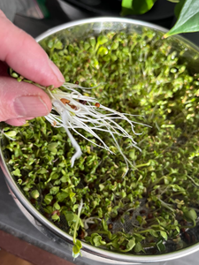 Criblage Maille Produit Acier Inoxydable tamis Échantillon Poudre Farine <span class=keywords><strong>Sable</strong></span> Jardin Sol Grain Filtre Tissé Fil Tissu - Product Image 5