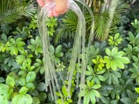 Jbambs Modèle AT016 Treillis pour plantes en acrylique transparent robuste en forme de U, anti-pourriture, 8 pouces, support solide pour jardin