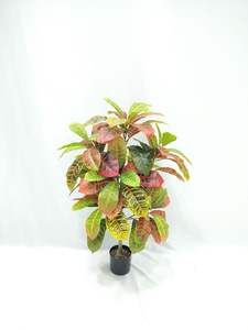 Manzara simülasyonu saksı <span class=keywords><strong>Ficus</strong></span> <span class=keywords><strong>Microcarpa</strong></span> - Product Image 2