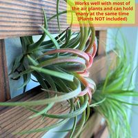 Support mural vertical en bambou pour plantes aériennes et succulentes BH - Jardinière suspendue pour plantes d'intérieur