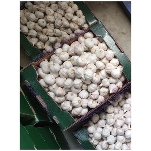 Ajo recién cosechado de <span class=keywords><strong>China</strong></span>, alimento saludable y ecológico, precio al por mayor, ajo fresco al por mayor de <span class=keywords><strong>China</strong></span>, Aglio - Product Image 6