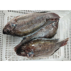 Directe Fabrieksexport Van Hele Tilapia-Vis 500G-1 Kg/stk 10 Kg/box Goedkope Afrika-Markt Vist Hele Tilapia-Vissen - Product Image 1
