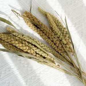 Tiges de millet rétro en gros, épis de céréales naturelles, fleurs séchées préservées pour arrangements, garniture de vase, décoration bohème pour la maison et les mariages - Product Image 4