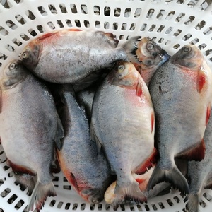 Vente en gros de poissons <span class=keywords><strong>Pacu</strong></span> rouges IQF de haute qualité pour le marché africain - Product Image 6