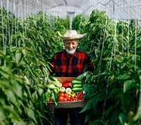Clips de verrouillage de plante de tomate en plastique PLA biodégradable d'échantillon gratuit de vente d'usine pour vigne de tomate fixe