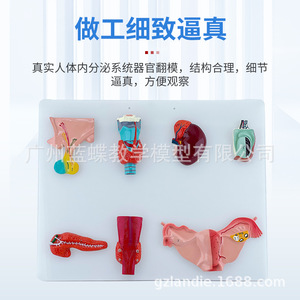 Sistema nervioso humano, sistema circulatorio, sistema urinario, sistema digestivo, sistema endocrino, nervios espinales - Product Image 3