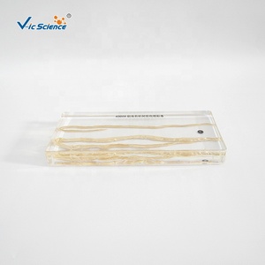 Espécimen de Resina, Espécimen Anatómico de Ascaris Lumbricoides, Espécimen Bioincrustado - Product Image 6