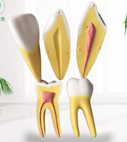 Modèle dentaire, modèle de typodont transparent et standard pour l'enseignement en dentisterie, démonstration d'anatomie orale