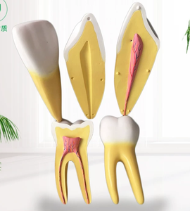 Modelo Dental de Dientes, Modelo de Dientes Transparente y Estándar para Enseñanza de Odontología, Demostración de Anatomía Oral - Product Image 2