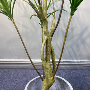 <b>Artificial</b> Spider Plant 1.6M 1.8M 1.2M Palm <b>Tree</b> Indoor Floor Potted Plant Home Decoration - Product Image 4