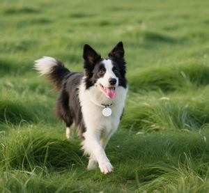 Smart <span class=keywords><strong>Tracker</strong></span> Pet <span class=keywords><strong>GPS</strong></span> <span class=keywords><strong>Tracker</strong></span> Encontrar Meu Dispositivo Locator em Tempo Real para Chaves Carteira Bagagem Mini Alarme Tag <span class=keywords><strong>Gps</strong></span> para Cães e Gatos - Product Image 2