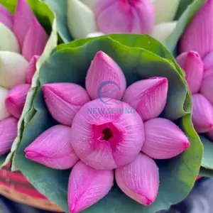 Groothandel Bloem Decoratieve Verse Lotusbloem Export Uit Vietnam Met Hoge Kwaliteit Concurrerende Prijs