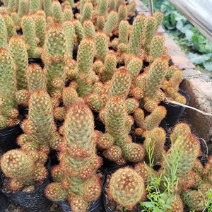 Zhangzhou Venta al por mayor <span class=keywords><strong>Cactus</strong></span> suculento Dedos dorados Flores <span class=keywords><strong>de</strong></span> raíz desnuda Plantas <span class=keywords><strong>de</strong></span> bonsái verdes en macetas <span class=keywords><strong>de</strong></span> plástico para jardinería - Product Image 4