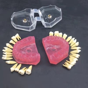 โมเดลฟันปลอมสำหรับการสอนแบบมาตรฐาน,โมเดลถอนฟันสำหรับนักเรียนแพทย์ - Product Image 6