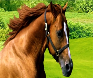 Carta <span class=keywords><strong>da</strong></span> parati personalizzata di qualsiasi dimensione 3d Peel And Stick murales Horse Grass Home Hotel sfondo murale divano <span class=keywords><strong>da</strong></span> <span class=keywords><strong>parete</strong></span> Tv <span class=keywords><strong>adesivi</strong></span> murali - Product Image 3