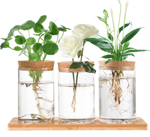 Desktop Plant Terrarium <strong>Propogation</strong> Station - Product Image 5