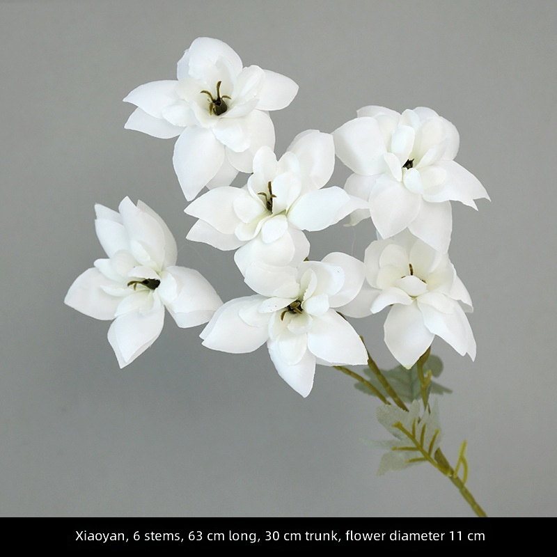 Petites onagres-6 têtes