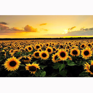 <span class=keywords><strong>Peinture</strong></span> Diamant DIY <span class=keywords><strong>Champ</strong></span> <span class=keywords><strong>de</strong></span> Tournesols et Coucher <span class=keywords><strong>de</strong></span> Soleil, Tableau Imprimé sur Toile pour Décoration Intérieure et Salon - Product Image 1