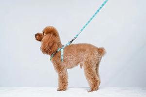 Ensemble collier et laisse de créateur en nylon souple laisse de luxe réfléchissante pour animaux de compagnie laisse pour chien avec logo imprimé personnalisé - Product Image 6