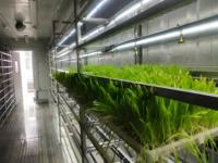 Système automatique de culture hydroponique de fourrage d'orge avec plateaux verts pour l'alimentation du bétail