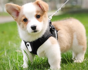 Dog <span class=keywords><strong>Tracker</strong></span> hành động không thấm nước thể thao máy ảnh cho vlogging thông minh mini Video Recorder <span class=keywords><strong>GPS</strong></span> LBS định vị làm bằng nhựa Silicone - Product Image 6