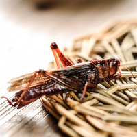 Insecte comestible sauterelle prix de gros Eco frais sauterelle Reptile nourriture tortue nourriture