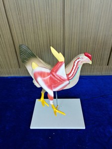 Modèle d'enseignement d'anatomie animale, modèle d'anatomie du squelette et de la structure interne de la poule pour la <span class=keywords><strong>recherche</strong></span> sur les <span class=keywords><strong>animaux</strong></span> - Product Image 3