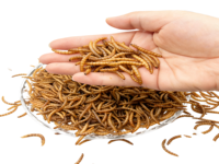 Vers de farine séchés 100% naturels, nourriture pour oiseaux, poissons, tortues