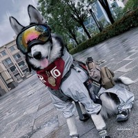 Imperméable tactique léger et lavable pour chien, à quatre pattes, entièrement couvrant, avec bords réfléchissants, en polyester, idéal pour l'été – Spécial Golden Retriever