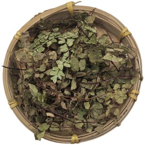 Fougère de Fer Naturelle Séchée Premium (Herbe de Poils de Porc) pour la Toux, la Chaleur Pulmonaire et la Détoxification - Vente en Gros OEM TCM - Product Image 4