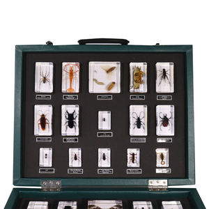 Taxidermy paperweight อะคริลิค30ชนิดตัวอย่างแมลงเรซิ่นเครื่องมือการศึกษาสำหรับการเรียนการสอน - Product Image 3