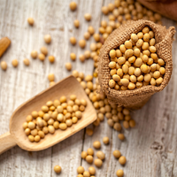 Soja séché naturel de qualité supérieure, qualité alimentaire, non OGM, riche en protéines, qualité export, approvisionnement en vrac pour la transformation alimentaire et l'alimentation animale