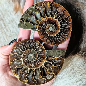 Rodajas de Fósiles de Caracol Naturales de Alta Calidad para Curación y Protección, Disponibles en Almacén de EE. UU., Entrega en 3 Días - Product Image 4