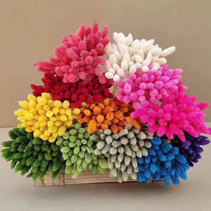 Hierba de Joyería de Zante, <span class=keywords><strong>Phalaris</strong></span>, Hierba Seca Decorativa para Bodas, Día de la Madre, Graduación, Decoración del Hogar, Flores Reales - Product Image 5