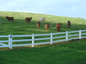 Plástico barato PVC Cavalo cerca UPVC Painéis de Vedação Cavalo <span class=keywords><strong>2</strong></span> trilhos de 1.8m de altura - Product Image 6